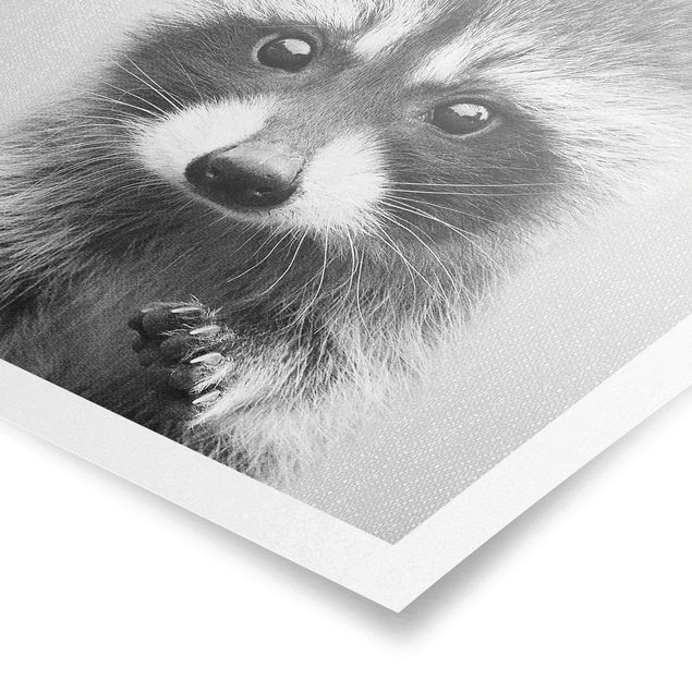 Obrazy ze zwierzętami Baby Raccoon Wicky Black And White