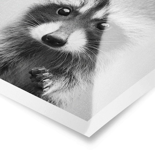 Obrazki czarno białe Baby Raccoon Wicky Black And White