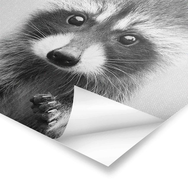 Czarno białe plakaty Baby Raccoon Wicky Black And White