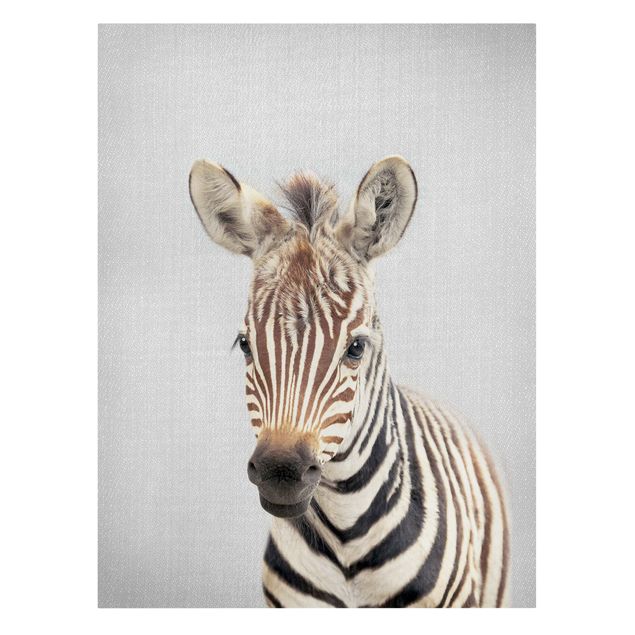 Zebra obraz Baby Zebra Zoey