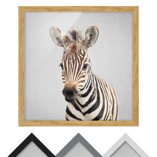 Obrazy nowoczesny Baby Zebra Zoey