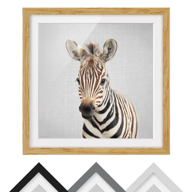 Obrazy nowoczesny Baby Zebra Zoey