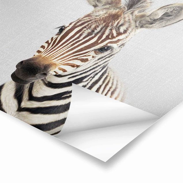 Plakaty czarno białe Baby Zebra Zoey