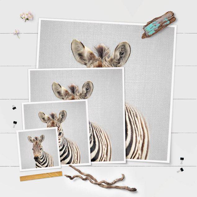 Obrazy na ścianę Baby Zebra Zoey