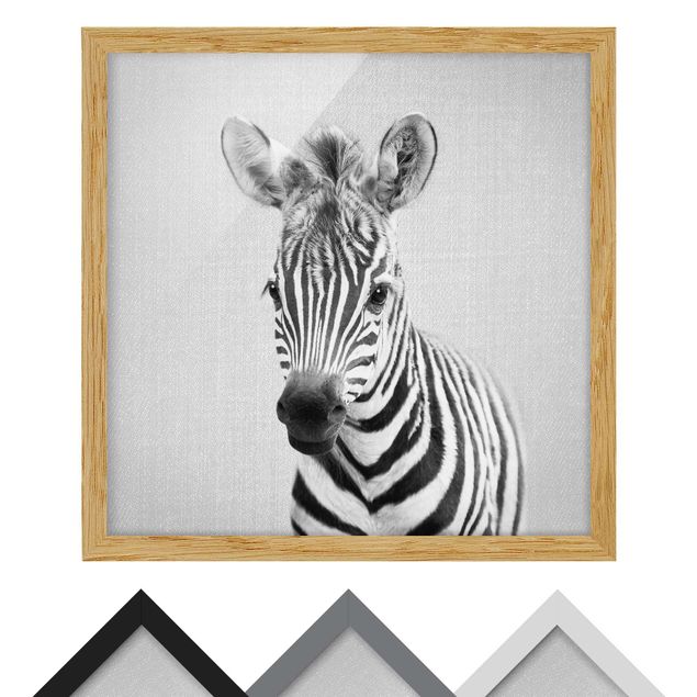 Obrazy nowoczesne Baby Zebra Zoey Black And White