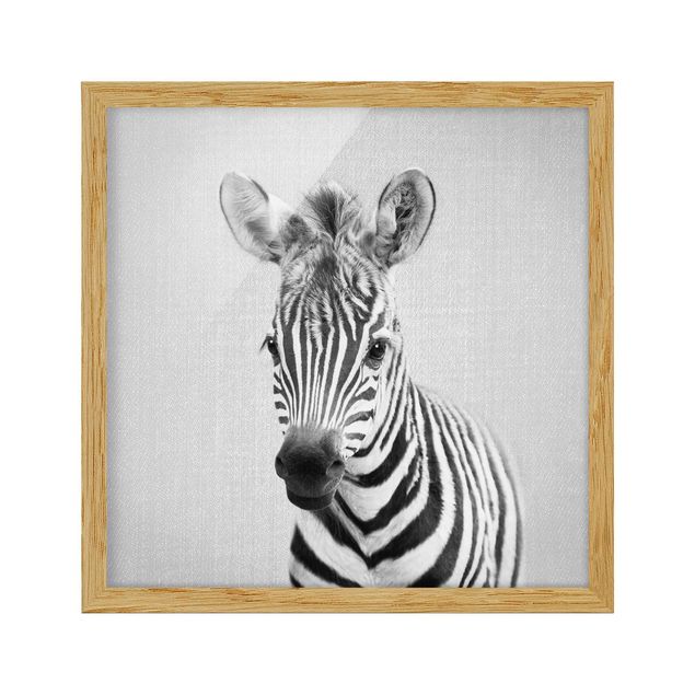 Obrazy w ramie zwierzęta Baby Zebra Zoey Black And White