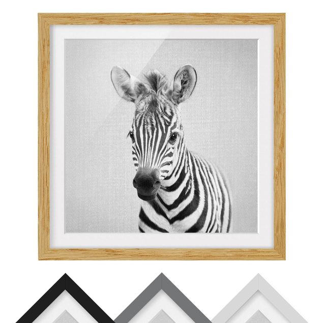 Obrazy nowoczesne Baby Zebra Zoey Black And White