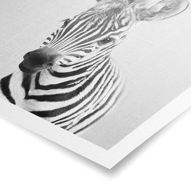 Obrazy zebra Baby Zebra Zoey Black And White