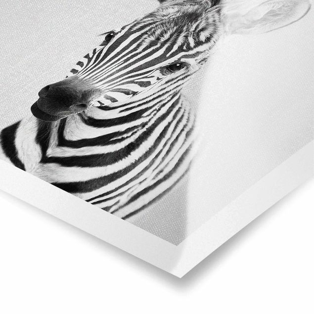 Obrazki czarno białe Baby Zebra Zoey Black And White