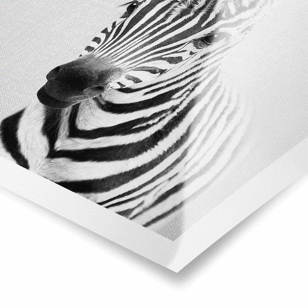 Obrazki czarno białe Baby Zebra Zoey Black And White