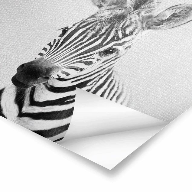 Czarno białe plakaty Baby Zebra Zoey Black And White