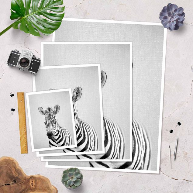 Obrazy Baby Zebra Zoey Black And White