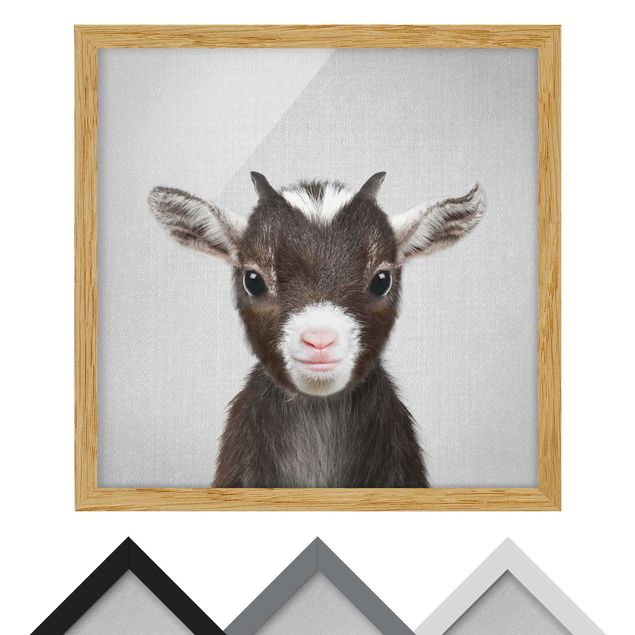 Obrazy ze zwierzętami Baby Goat Zelda
