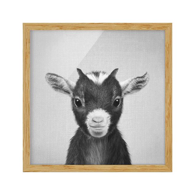 Nowoczesne obrazy do salonu Baby Goat Zelda Black And White