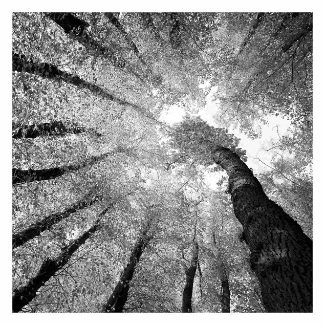 Fototapeta - Drzewa życia II