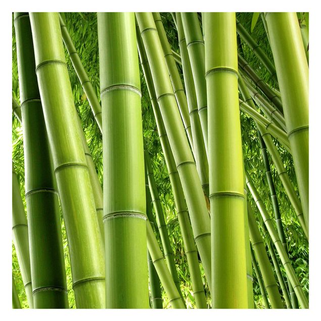 Fototapeta - Drzewa bambusowe