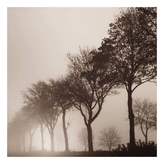 Obrazy do salonu Aleja drzew w porannej mgle