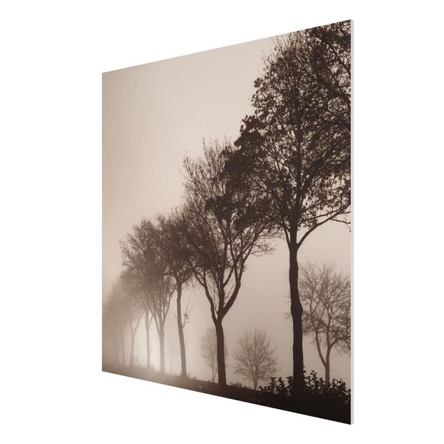 Obrazy nowoczesne Aleja drzew w porannej mgle