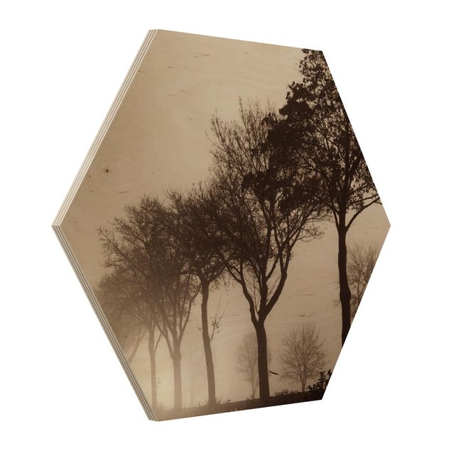 Obrazy drzewa Aleja drzew w porannej mgle