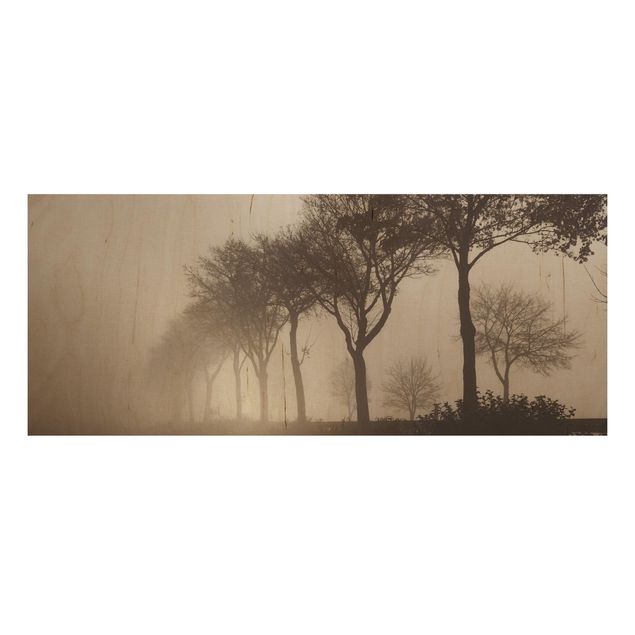 Obrazy na ścianę Aleja drzew w porannej mgle