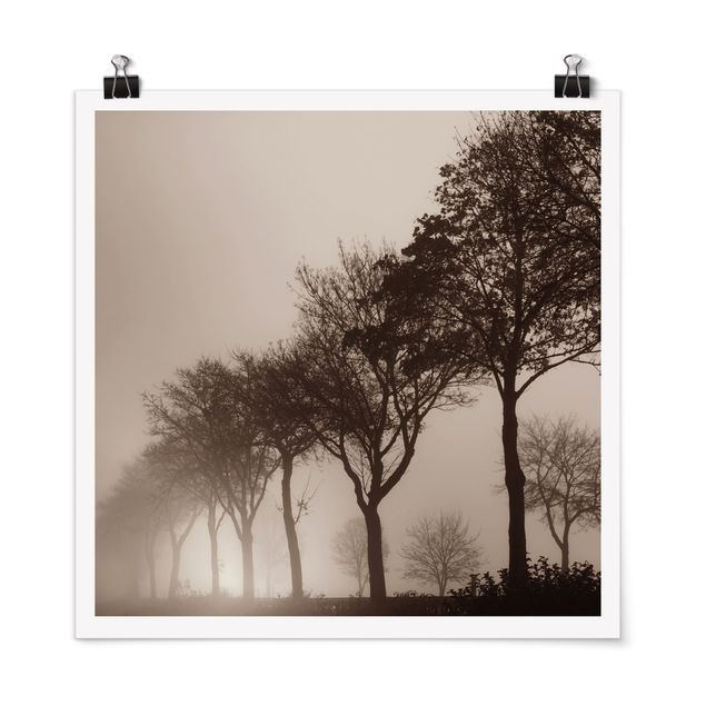 Drzewo obraz Aleja drzew w porannej mgle