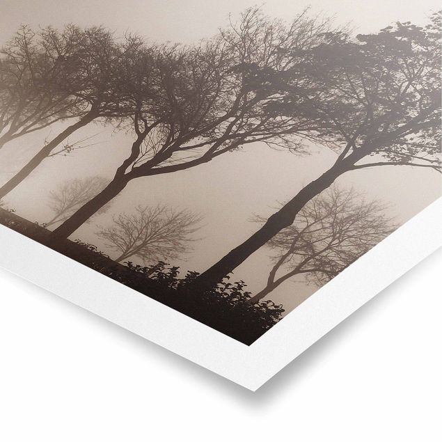 Obrazy na ścianę krajobrazy Aleja drzew w porannej mgle