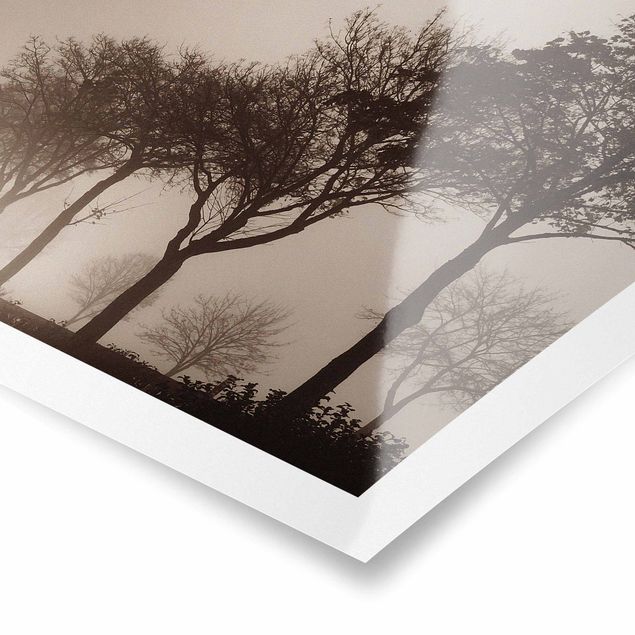 Obraz brązowy Aleja drzew w porannej mgle