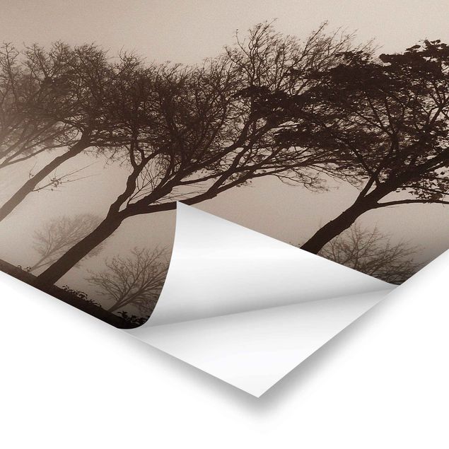 Obraz natura Aleja drzew w porannej mgle