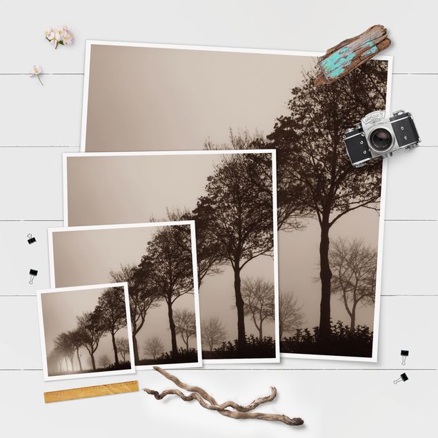 Obrazy Aleja drzew w porannej mgle