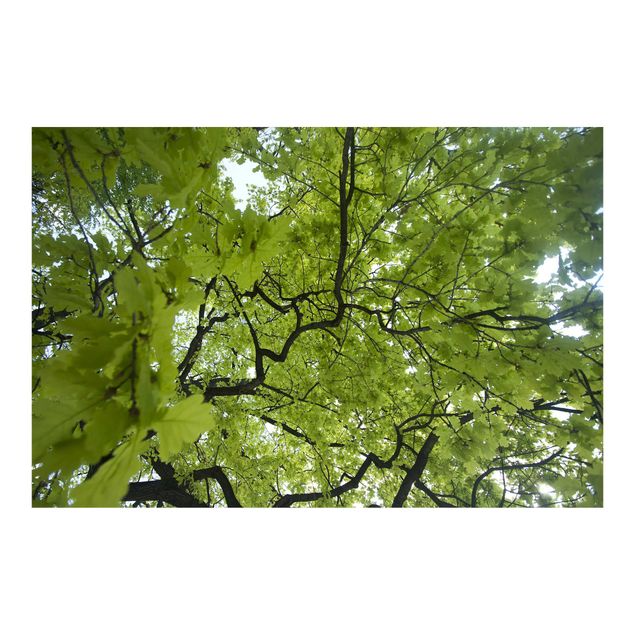 Fototapeta - Korona drzewa