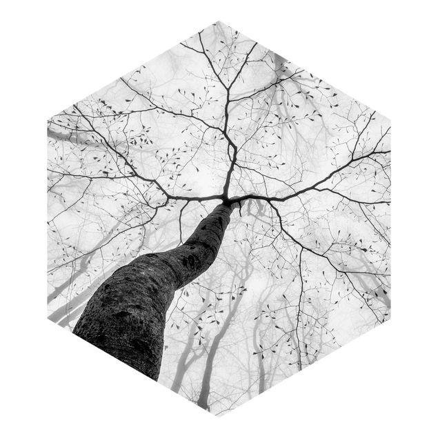 Sześciokątna tapeta samoprzylepna - Wierzchołki drzew na niebie