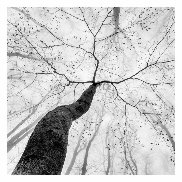 Fototapeta - Treetops In The Sky
