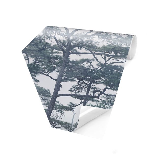 Fototapety Wierzchołki drzew we mgle