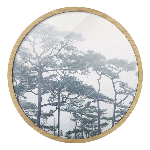 Obrazy drzewa Treetops In Fog