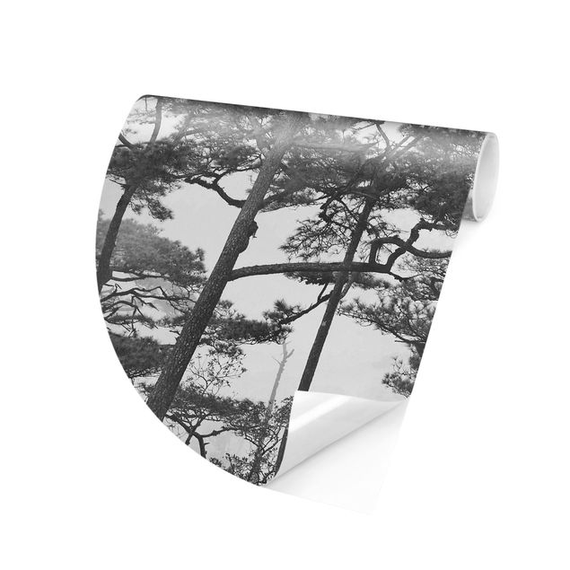 Tapety Trzy wierzchołki drzew we mgle czarno-biały