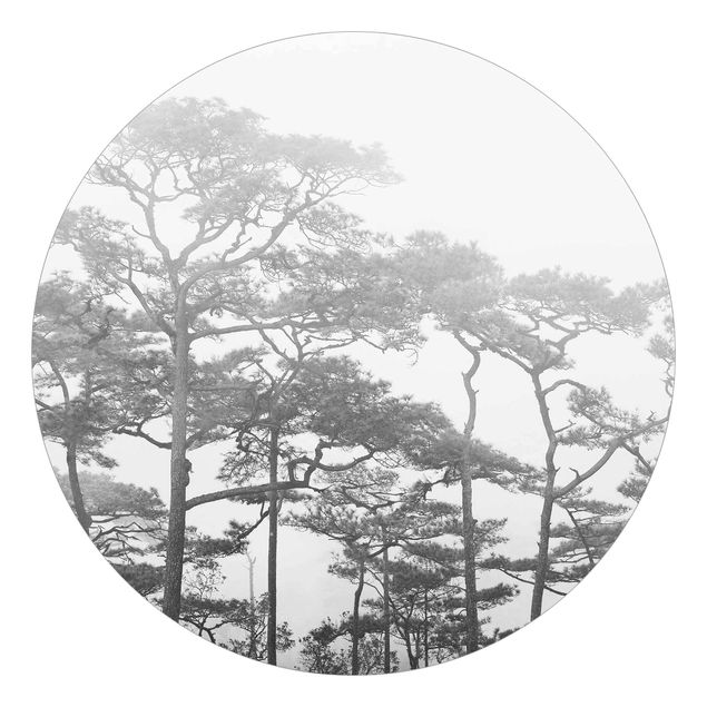 Fototapety Trzy wierzchołki drzew we mgle czarno-biały