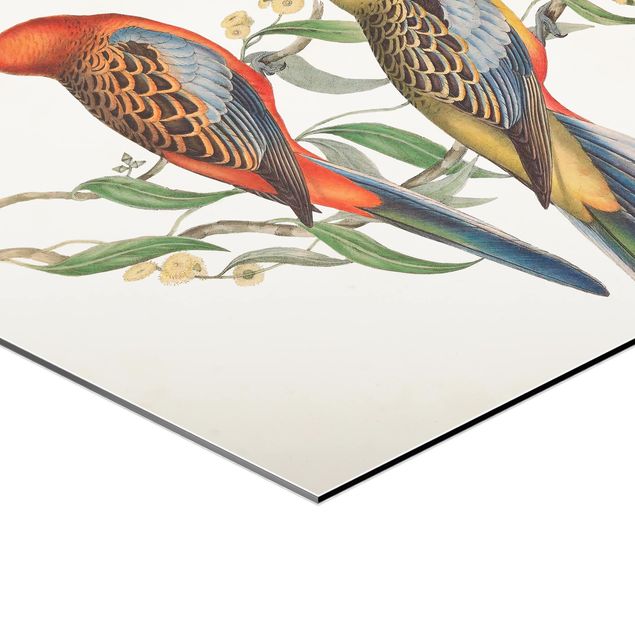 Obraz heksagonalny z Alu-Dibond - Papugi tropikalne II