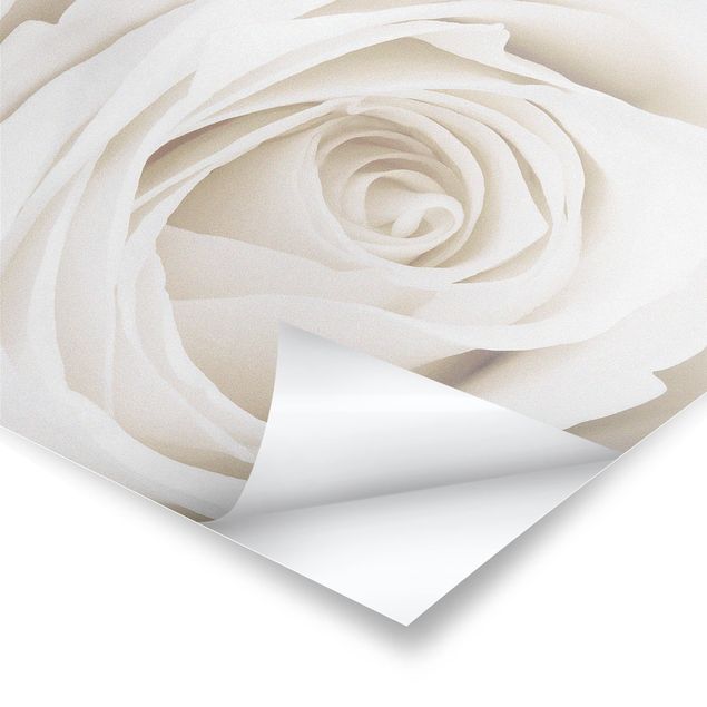 Plakaty Piękna biała róża