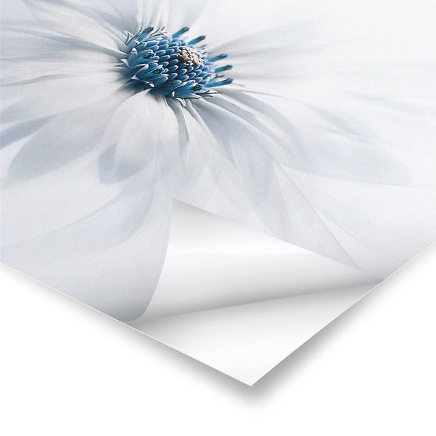 Obrazy z motywem kwiatowym Daisies w kolorze niebieskim