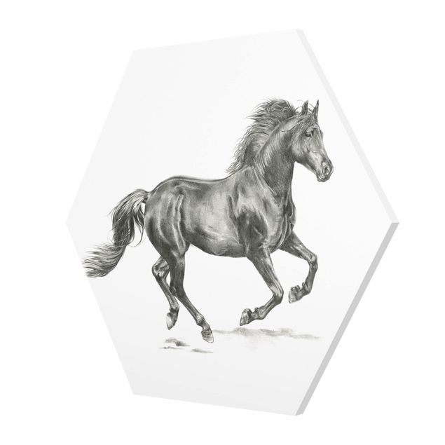 Obrazki czarno białe Studium dzikiego konia - ogier