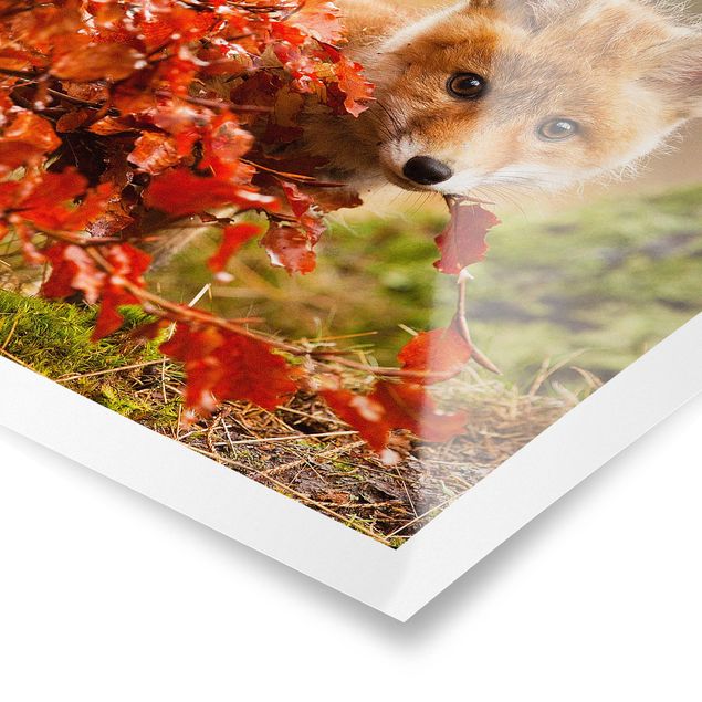 Obrazy na ścianę krajobrazy Lis jesienią