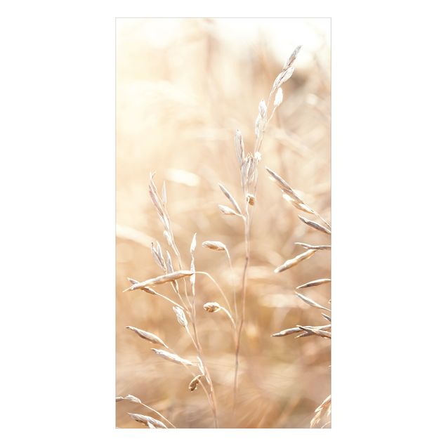 Tylna ścianka prysznicowa - Grasses In The Sun