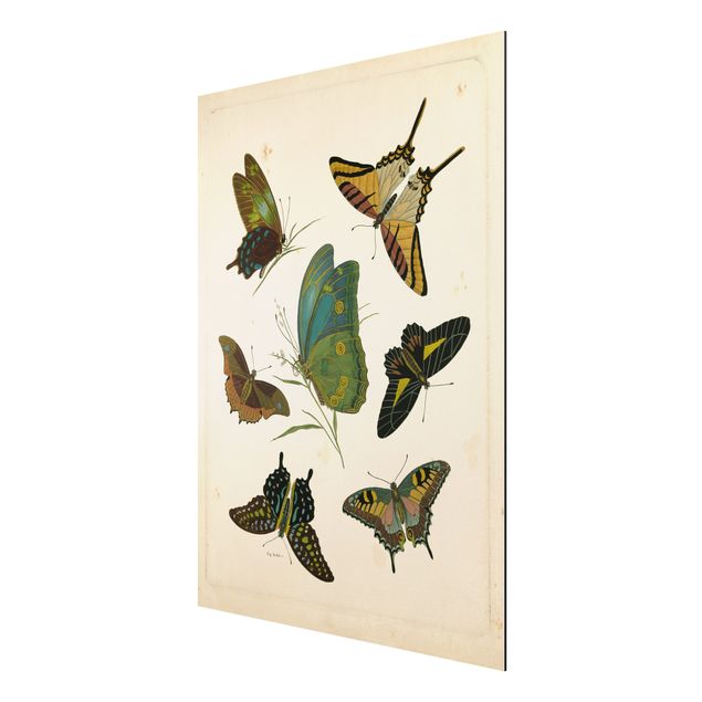Motyl obraz Ilustracja w stylu vintage Motyle egzotyczne
