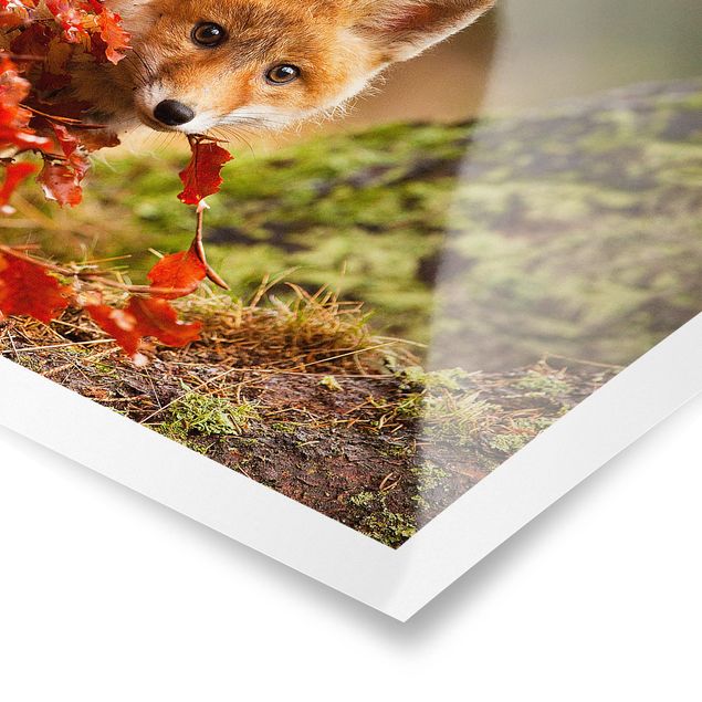 Obrazy ze zwierzętami Lis jesienią