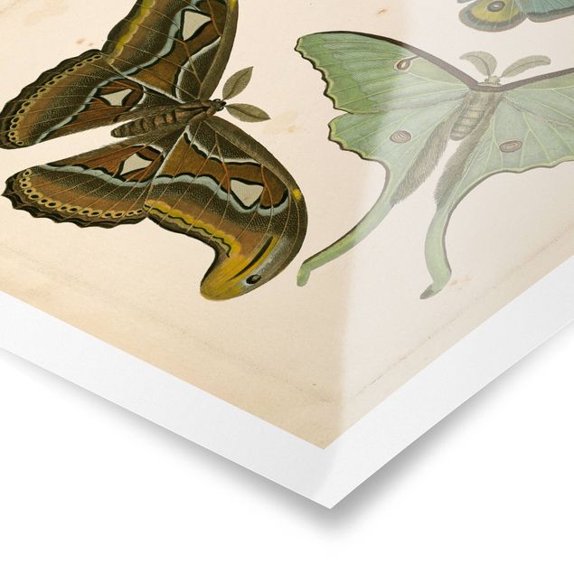 Obrazy retro Ilustracja w stylu vintage Motyle egzotyczne II