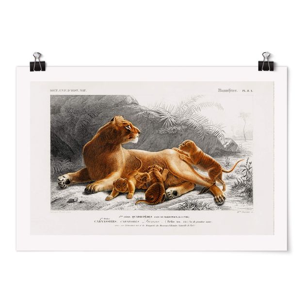 Obrazy ze zwierzętami Tablica edukacyjna w stylu vintage Lwica z młodymi lwiątkami