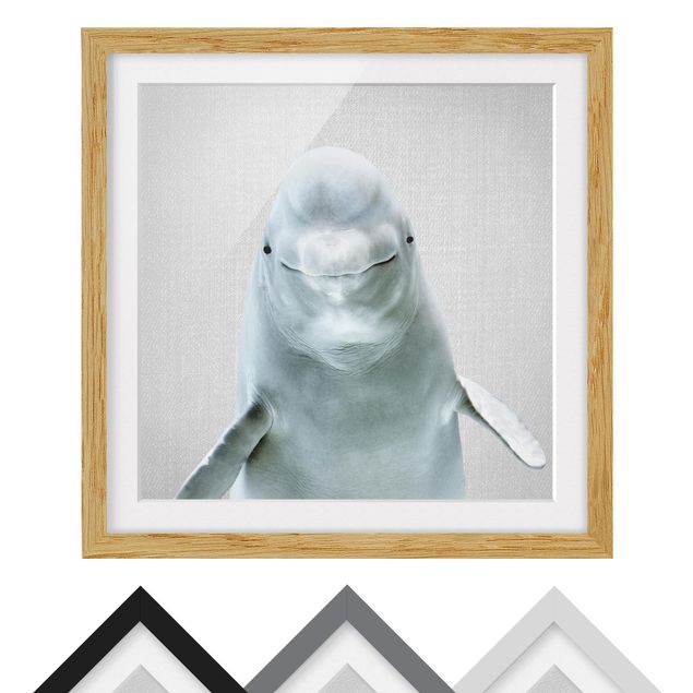 Nowoczesne obrazy Beluga Whale Bob