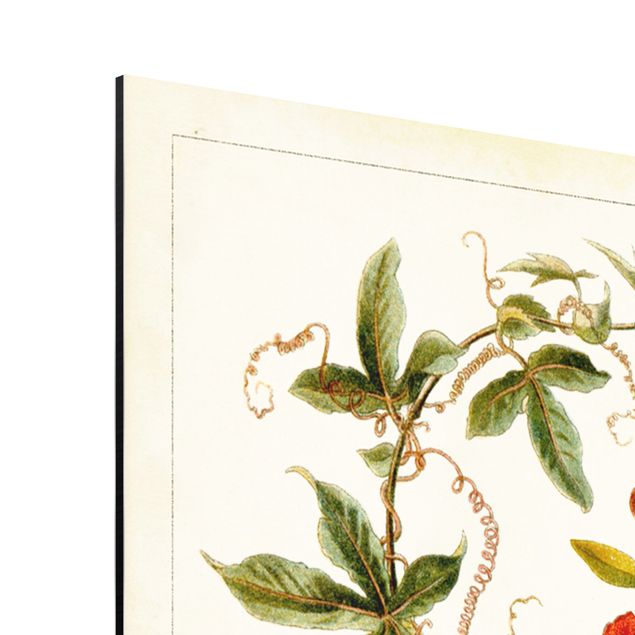Zielony obraz Tablica edukacyjna w stylu vintage Botanika tropikalna II