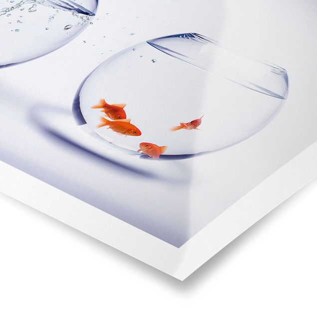 Plakaty ze zwierzętami Latająca złota rybka