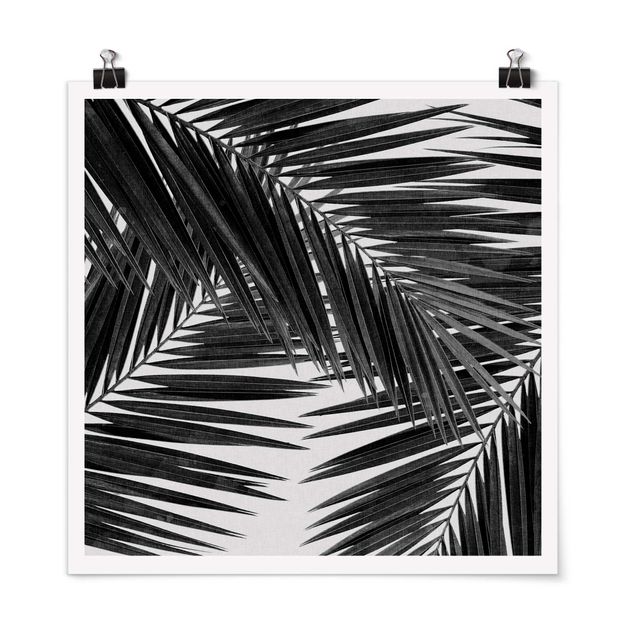 Obrazy krajobraz Widok na liście palmy, czarno-biały